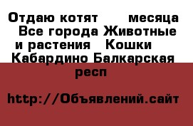 Отдаю котят. 1,5 месяца - Все города Животные и растения » Кошки   . Кабардино-Балкарская респ.